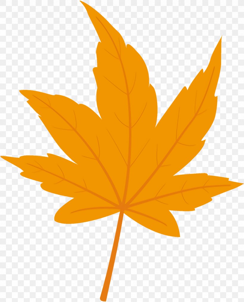 Maple Leaf Autumn Leaf Yellow Leaf, PNG, 832x1028px, Maple Leaf, Autumn Leaf, Leaf, Maple, Orange Download Free