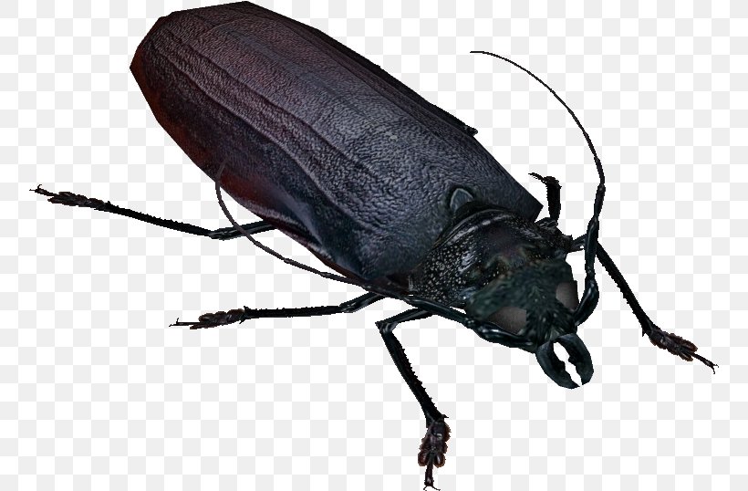 Emerald Ash Borer Beetle - Titan Beetle Ground Beetle Arthropod Weevil PNG