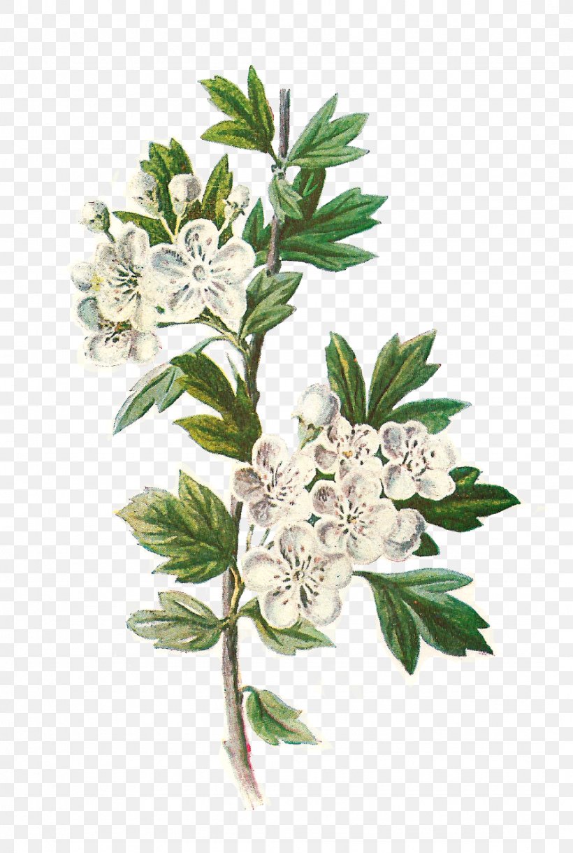 Botany Botanical Illustration Wildflower Clip Art, PNG, 1075x1600px, Botany, Art, Botanical Illustration, Branch, Digital Image Download Free