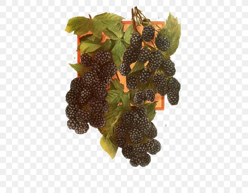 Boysenberry Red Raspberry Fruit Tayberry, PNG, 439x640px, Blackberry, Auglis, Berry, Black Raspberry, Boysenberry Download Free
