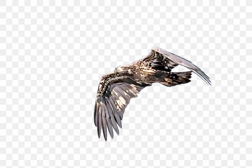 Feather, PNG, 2000x1332px, Eagle, Bird Of Prey, Feather, Metal, Wing Download Free