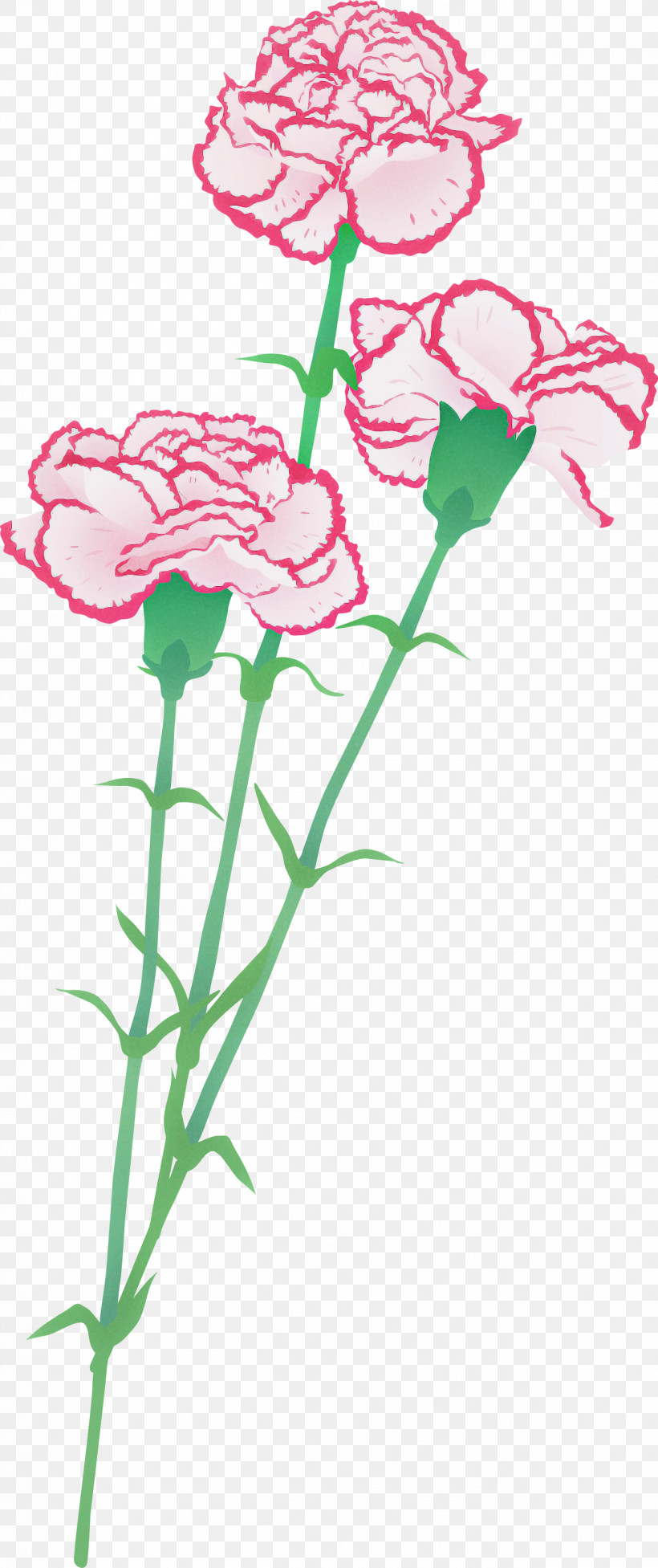 Flower Cut Flowers Pink Plant Carnation, PNG, 1259x2999px, Flower, Carnation, Cut Flowers, Dianthus, Pedicel Download Free