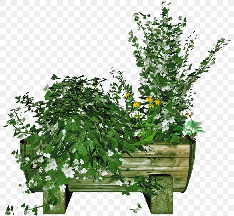 Flowerpot Houseplant, PNG, 800x758px, Flowerpot, Art, Evergreen, Flower, Herb Download Free