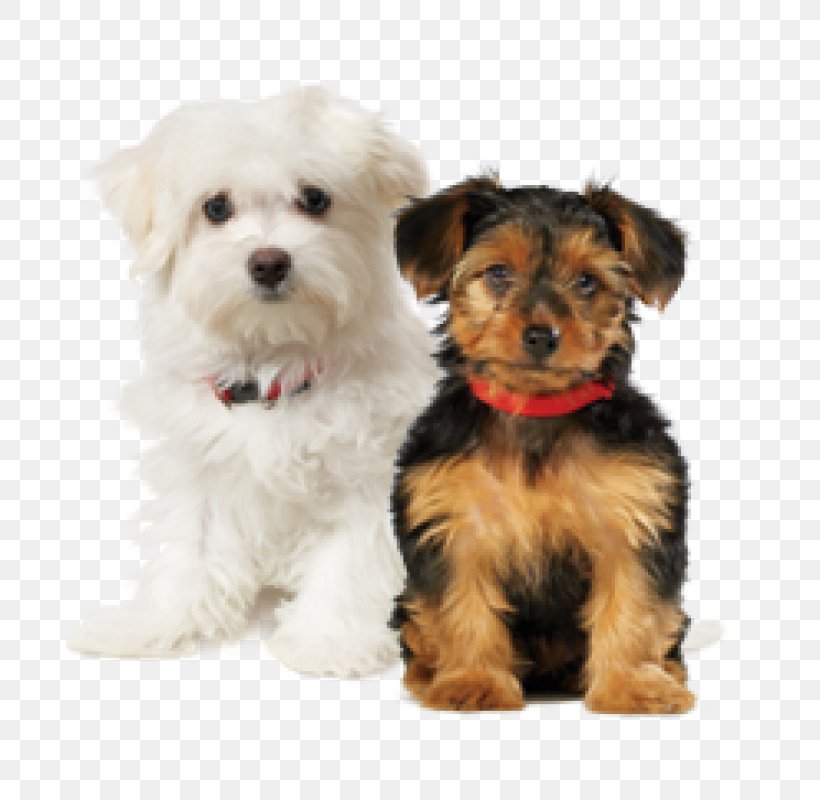 Lhasa Apso Puppy Yorkshire Terrier Cat Toy Dog, PNG, 800x800px, Lhasa Apso, Breed, Carnivoran, Cat, Companion Dog Download Free