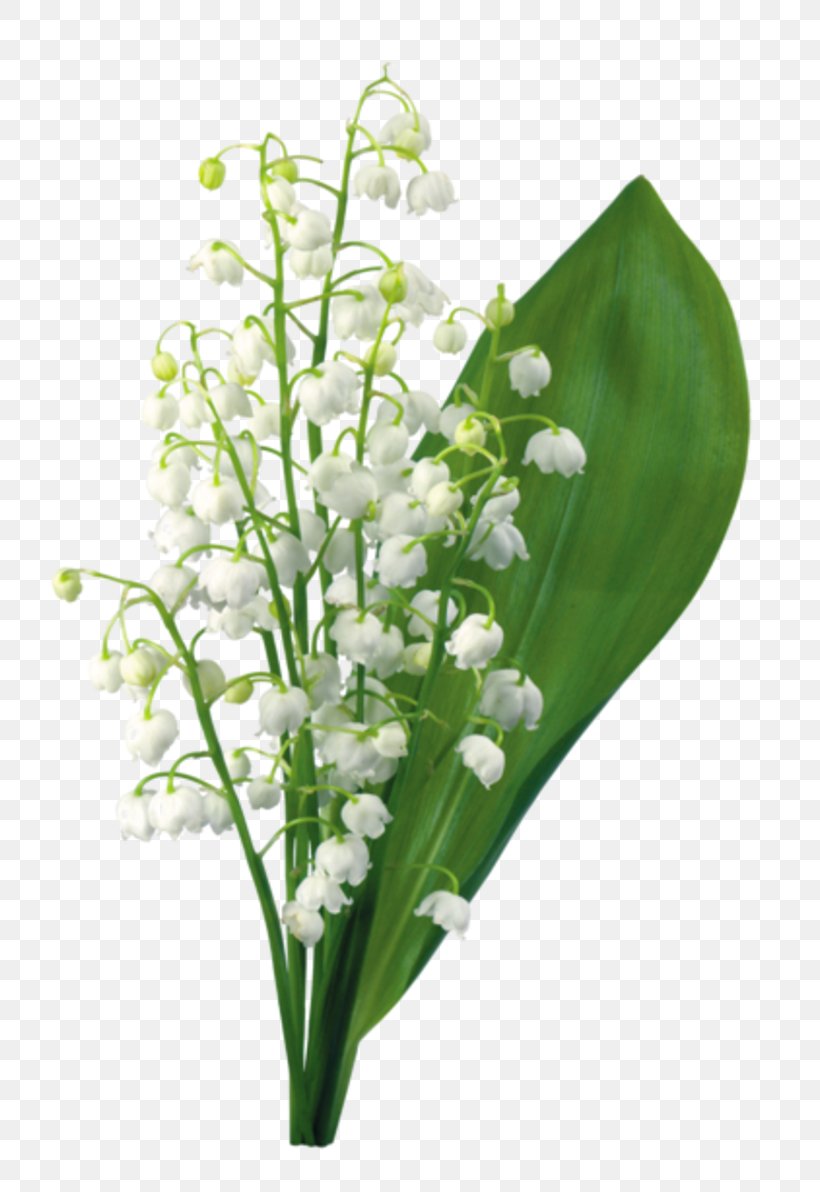 Lily Of The Valley May 1 Symbol, PNG, 800x1192px, Lily Of The Valley, Cut Flowers, Festival Du Cerfvolant Et Du Vent, Floral Design, Floristry Download Free