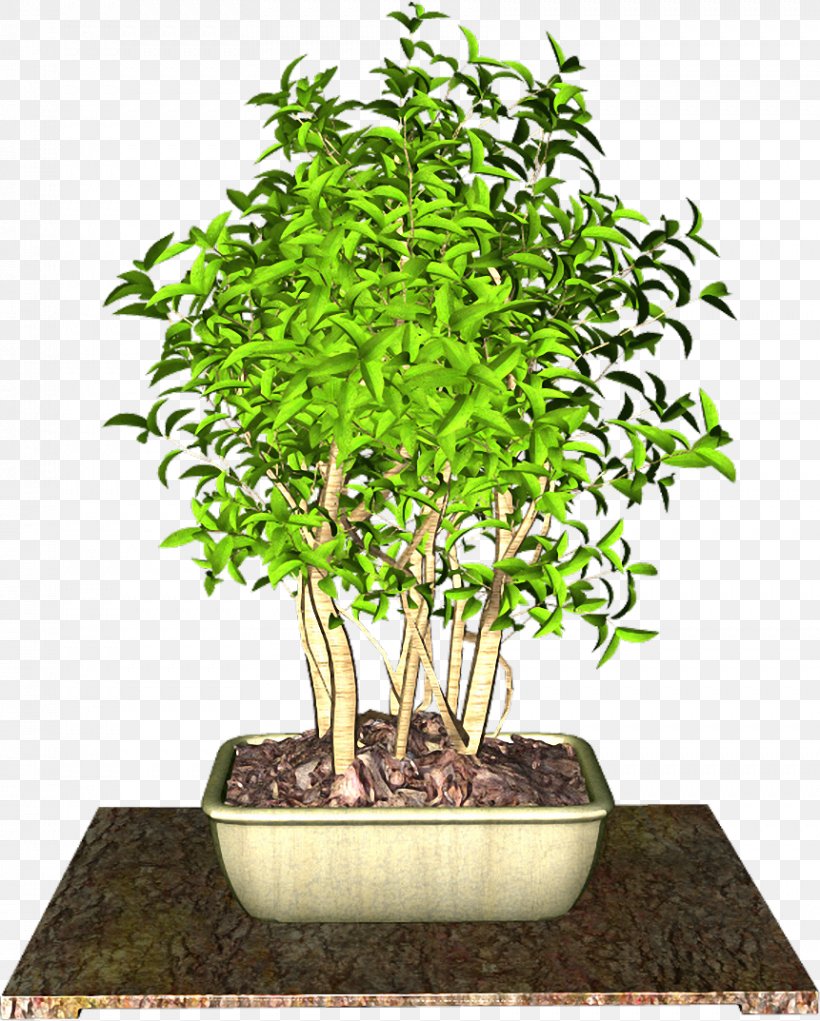 Sageretia Theezans Flowerpot Plant Clip Art, PNG, 861x1073px, Sageretia Theezans, Bonsai, Flower, Flowerpot, Houseplant Download Free