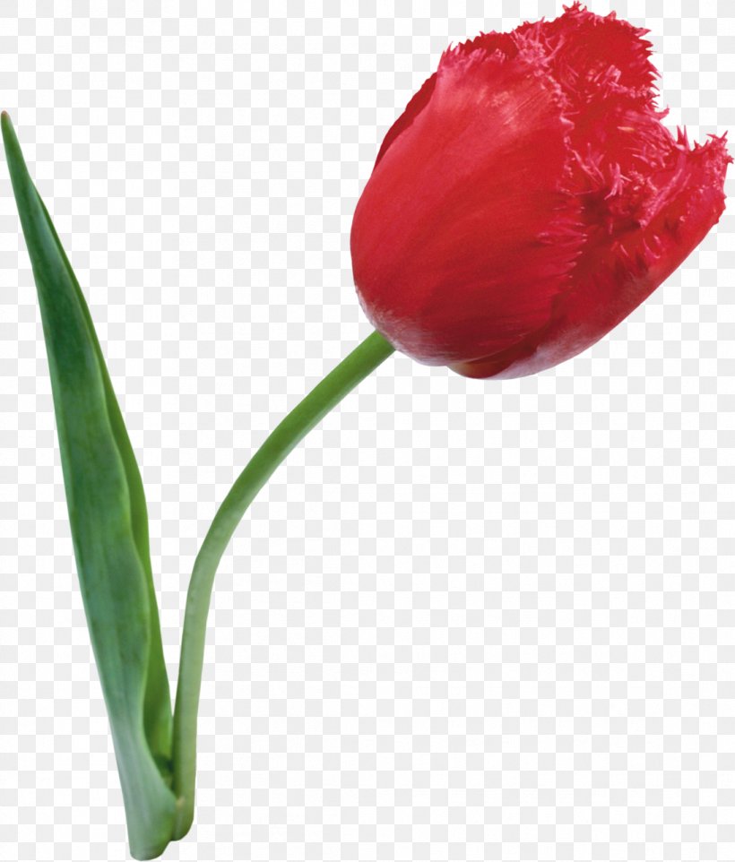 Tulip Cut Flowers Daffodil, PNG, 1091x1280px, Tulip, Blog, Bud, Cut Flowers, Daffodil Download Free