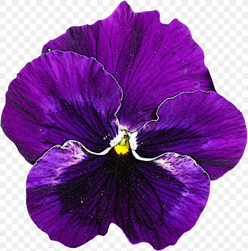 Violet Flower Petal Purple Plant, PNG, 1128x1140px, Violet, Flower, Magenta, Pansy, Petal Download Free