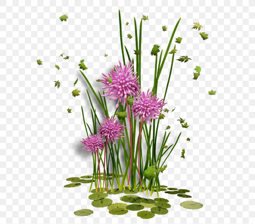 Flower Picture Frames Clip Art, PNG, 600x721px, Flower, Chives, English Landscape Garden, Floral Design, Floristry Download Free