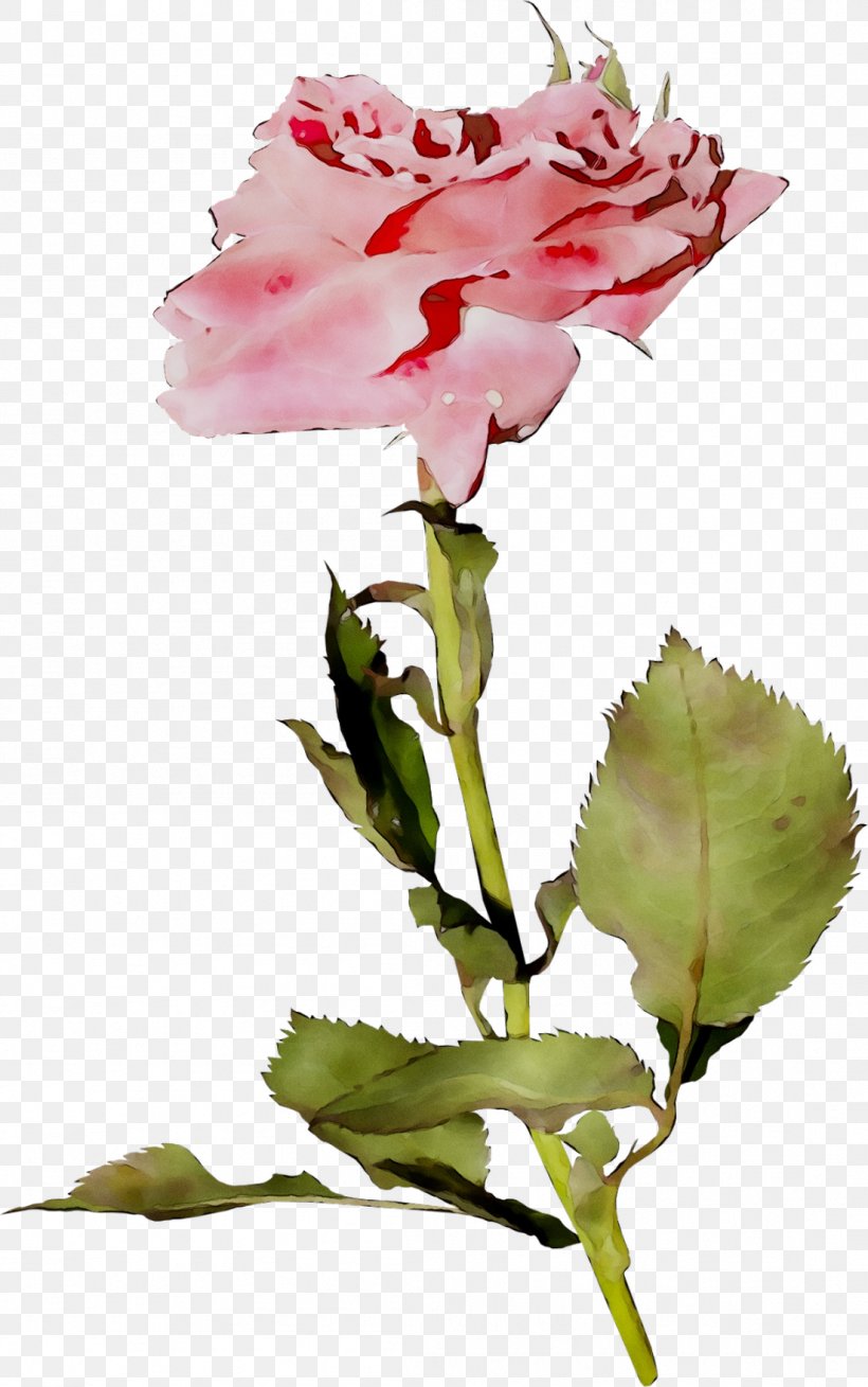 Garden Roses Cabbage Rose Cut Flowers Bud Plant Stem, PNG, 1102x1760px, Garden Roses, Botany, Bud, Cabbage Rose, Carnation Download Free