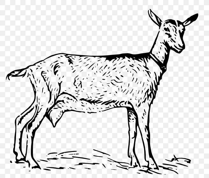 Nigerian Dwarf Goat Oberhasli Goat Poitou Goat Russian White Goat Sheep, PNG, 800x696px, Nigerian Dwarf Goat, American Dairy Goat Association, Black And White, Cattle Like Mammal, Cow Goat Family Download Free