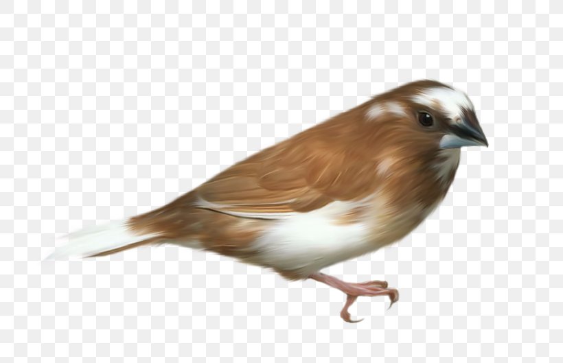 Bird Flight Clip Art, PNG, 800x529px, Bird, Beak, Bird Flight, Common Swift, Document Download Free