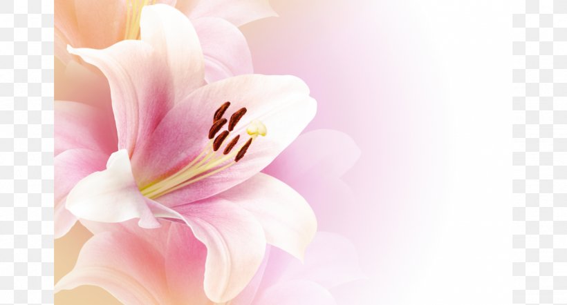 Birthday God Family, PNG, 1228x662px, Birthday, Amaryllis Belladonna, Blossom, Close Up, Cut Flowers Download Free