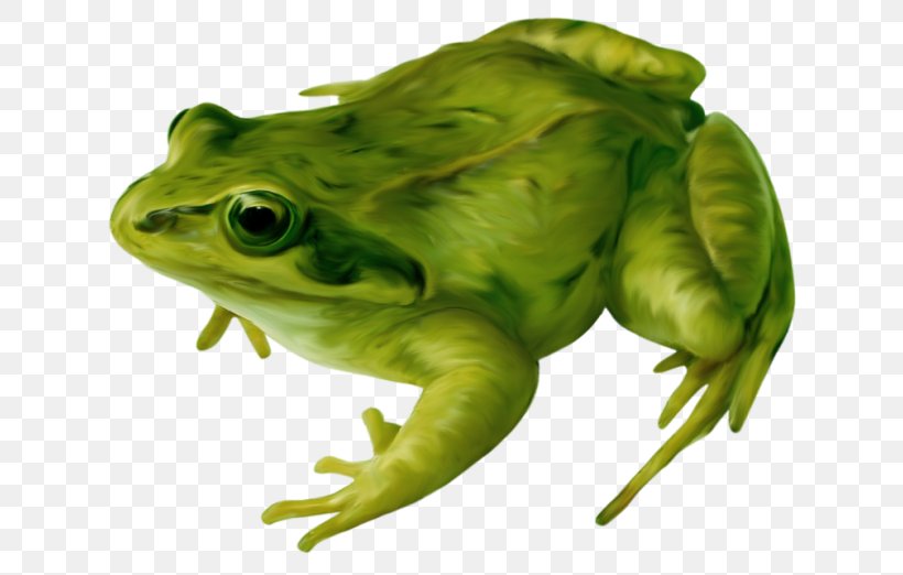 Frog Amphibian Drawing Clip Art, PNG, 650x522px, Frog, Amphibian, Bullfrog, Drawing, Idea Download Free