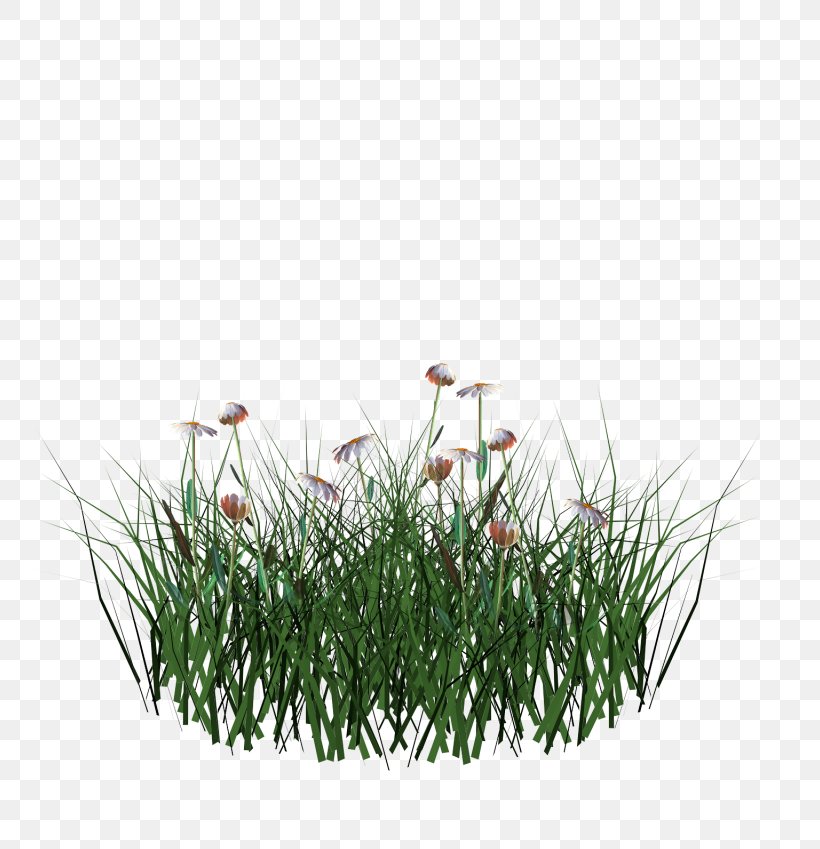 Grasses Flowerpot Herb Family, PNG, 800x849px, Grasses, Family, Flowerpot, Grass, Grass Family Download Free