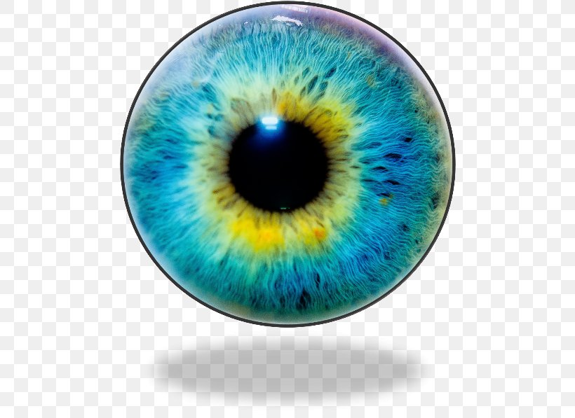 Iris Human Eye Pupil Eye Color, PNG, 480x597px, Watercolor, Cartoon, Flower, Frame, Heart Download Free