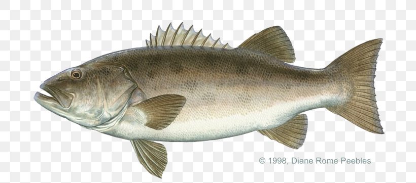 Giant Sea Bass Largemouth Bass Black Sea Bass, PNG, 720x362px, Giant Sea Bass, Barracuda, Barramundi, Bass, Bass Fishing Download Free