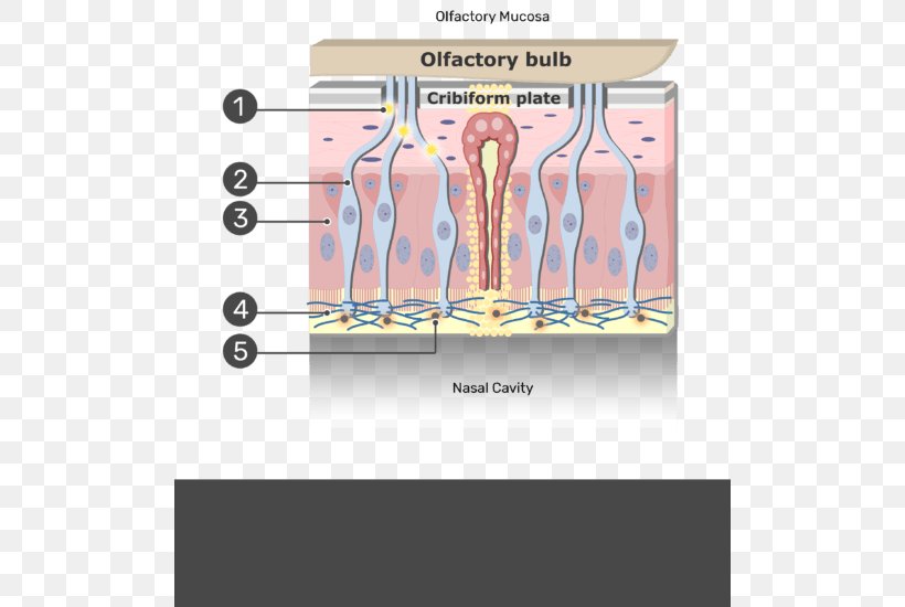 Olfactory Mucosa Mucous Membrane Olfactory Nerve Olfaction Olfactory Epithelium, PNG, 504x550px, Watercolor, Cartoon, Flower, Frame, Heart Download Free