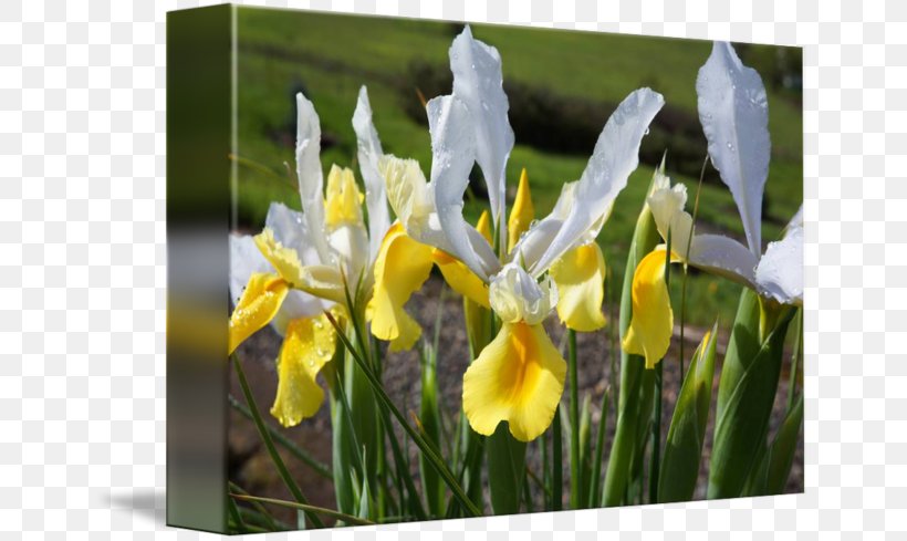 Orris Root Iris Croatica Wildflower, PNG, 650x489px, Orris Root, Flora, Flower, Flowering Plant, Iris Download Free