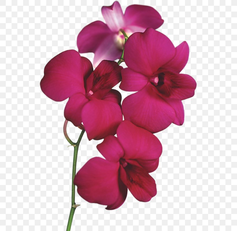 Popular Orchids Flower Cattleya Orchids Clip Art, PNG, 545x799px, Popular Orchids, Cattleya Orchids, Cut Flowers, Daisy Orchid, Dendrobium Download Free