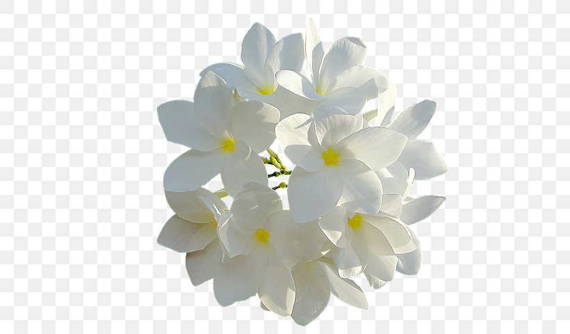 Cut Flowers White Petal, PNG, 640x480px, Flower, Acacia Dealbata, Color, Cut Flowers, Floral Scent Download Free