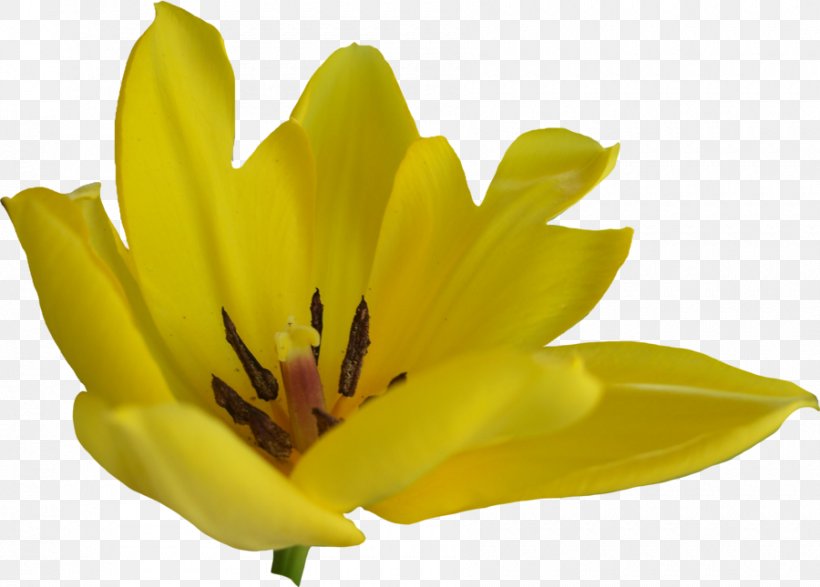 Flower Tulip Clip Art, PNG, 900x645px, Flower, Color, Flowering Plant, Green, Petal Download Free