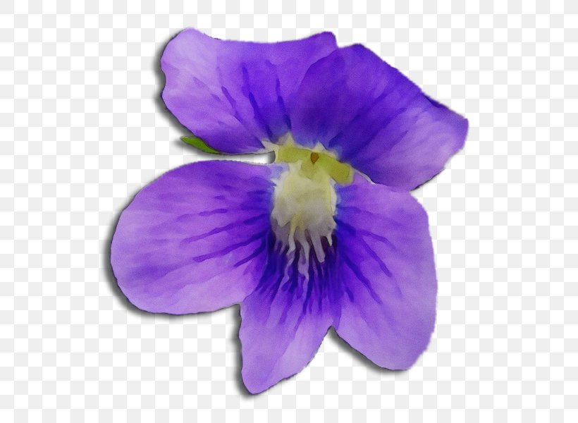 Flowering Plant Violet Flower Petal Purple, PNG, 600x600px, Watercolor, Blue Violet, Flower, Flowering Plant, Paint Download Free