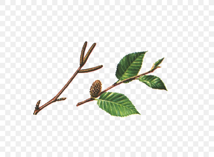 Twig Betula Lenta Leaf Betula Alleghaniensis Paper Birch, PNG, 600x600px, Twig, Bark, Betula Alleghaniensis, Betula Lenta, Betula Pubescens Download Free