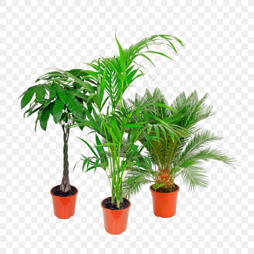Arecaceae Houseplant Flowerpot Aldi Tree, PNG, 900x900px, Arecaceae, Aldi, Arecales, Evergreen, Evergreen Marine Corp Download Free