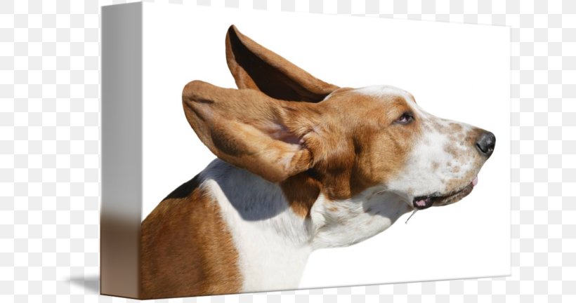 Basset Hound American Foxhound English Foxhound Beagle Harrier, PNG, 650x432px, Basset Hound, Adverse Effect, American Foxhound, Beagle, Companion Dog Download Free