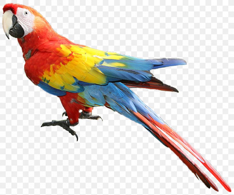 Bird Parrot, PNG, 1200x1000px, Macaw, Beak, Bird, Budgie, Feather Download Free