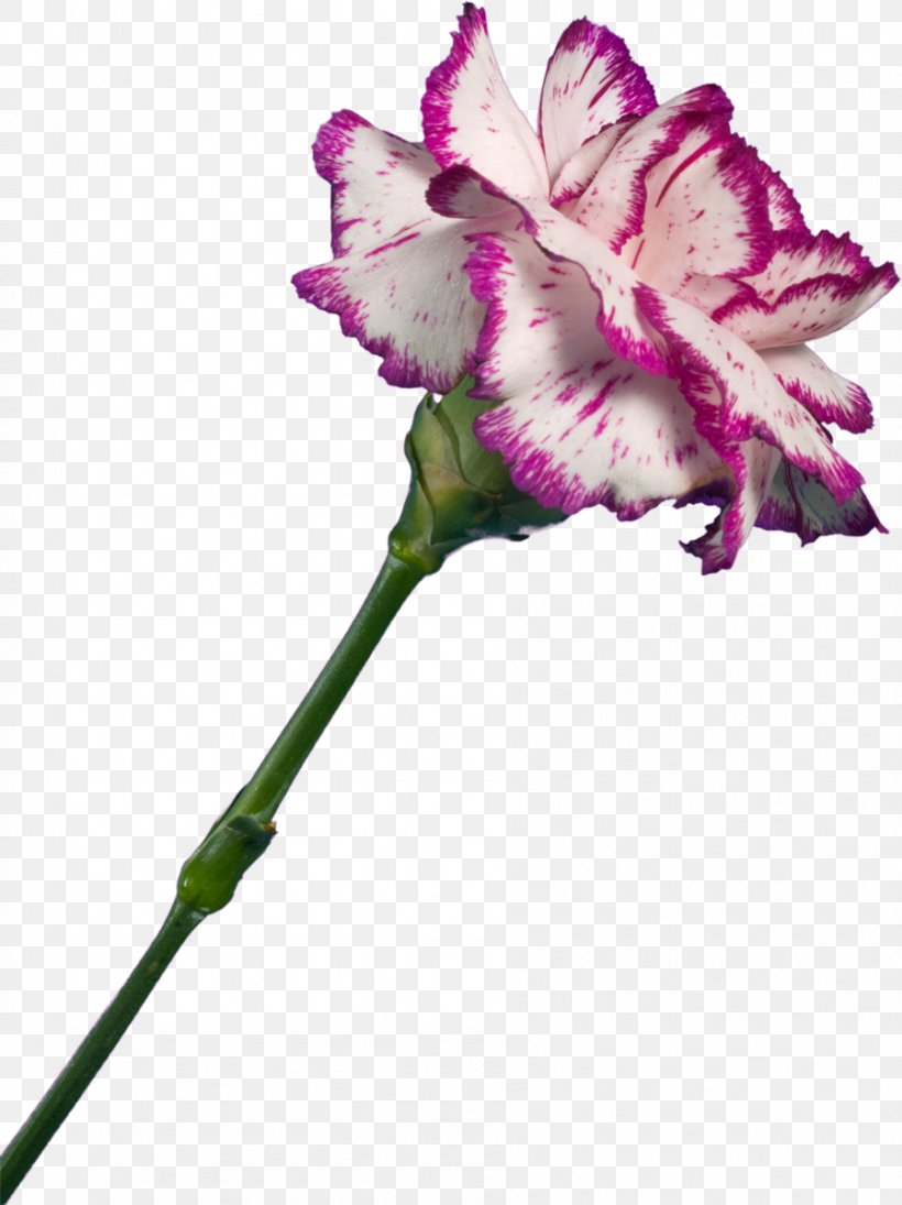 Carnation Pink Flowers Truevision TGA, PNG, 898x1200px, Carnation, Bud, Cut Flowers, Dianthus, Flora Download Free