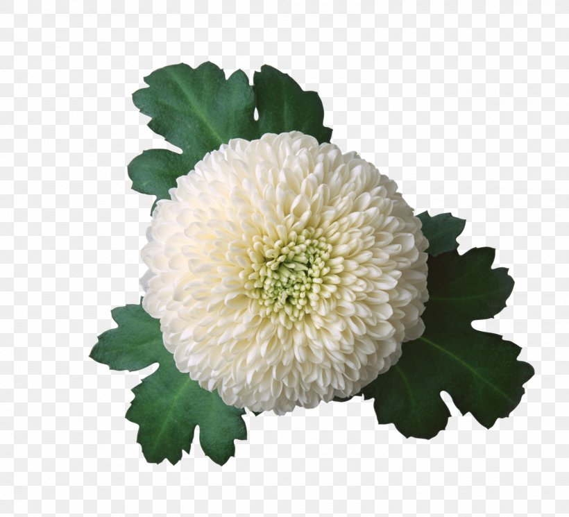 Chrysanthemum Flower Photography Clip Art, PNG, 1600x1454px, Chrysanthemum, Annual Plant, Chomikujpl, Chrysanths, Cut Flowers Download Free