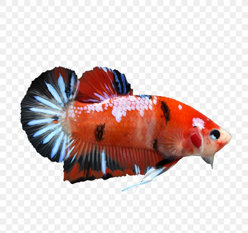 Siamese Fighting Fish Koi Veiltail Betta: Your Happy Healthy Pet, PNG, 768x768px, Siamese Fighting Fish, Aquarium, Betta, Betta Channoides, Breed Download Free