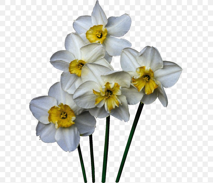Daffodil Cut Flowers Plant Clip Art, PNG, 595x702px, Daffodil, Amaryllis Family, Cut Flowers, Diary, Flower Download Free