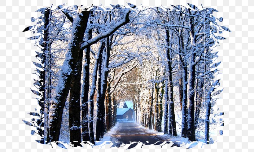 Desktop Wallpaper Winter TENS! Tree Wallpaper, PNG, 800x491px, Winter, Branch, Car, Computer, Conifer Download Free