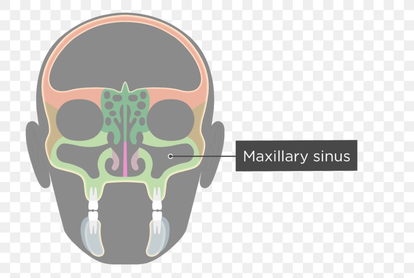 Facial Skeleton Maxillary Sinus Skull Ethmoid Bone, PNG, 745x550px, Facial Skeleton, Anatomy, Axial Skeleton, Bone, Ethmoid Bone Download Free