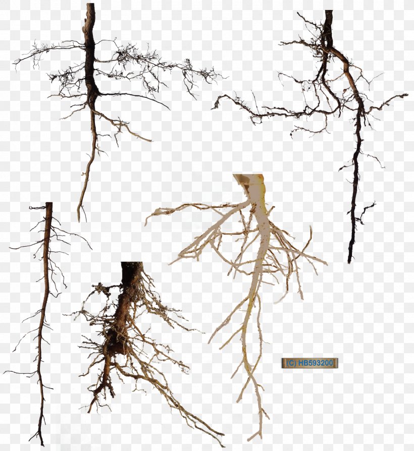 Tree DeviantArt Root, PNG, 1600x1746px, Tree, Art, Bird Nest, Branch, Deviantart Download Free