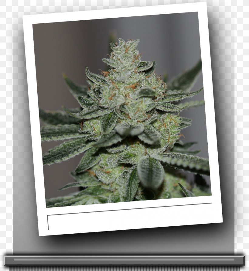 Cannabis Sin City Kush Hemp Seed, PNG, 1200x1306px, Cannabis, Breeder, Gyo, Head Shop, Hemp Download Free