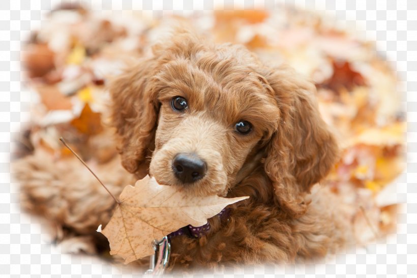 Cockapoo Miniature Poodle Cavapoo Toy Poodle Puppy, PNG, 1997x1333px, Cockapoo, Breed, Carnivoran, Cavapoo, Companion Dog Download Free