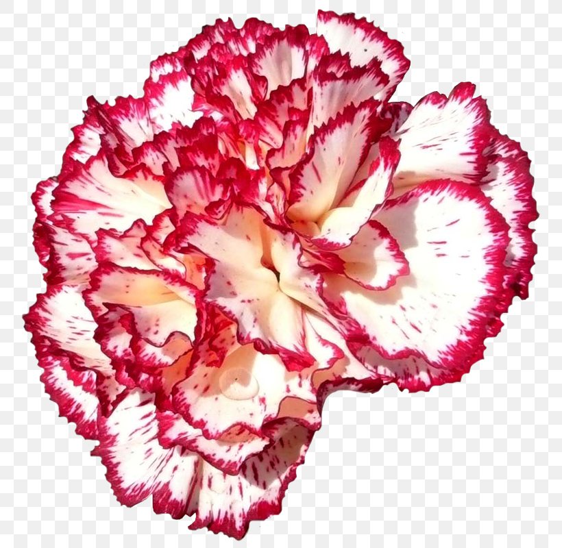 National Symbols Of Slovenia Floral Emblem Flower Carnation, PNG, 783x800px, Slovenia, Birthday, Carnation, Cut Flowers, English Download Free