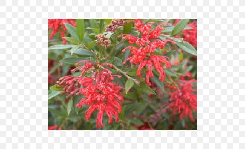 Shrub Grevillea Banksii Flower Pruning Variegation, PNG, 500x500px, Shrub, Banksia, Evergreen, Flower, Garden Download Free