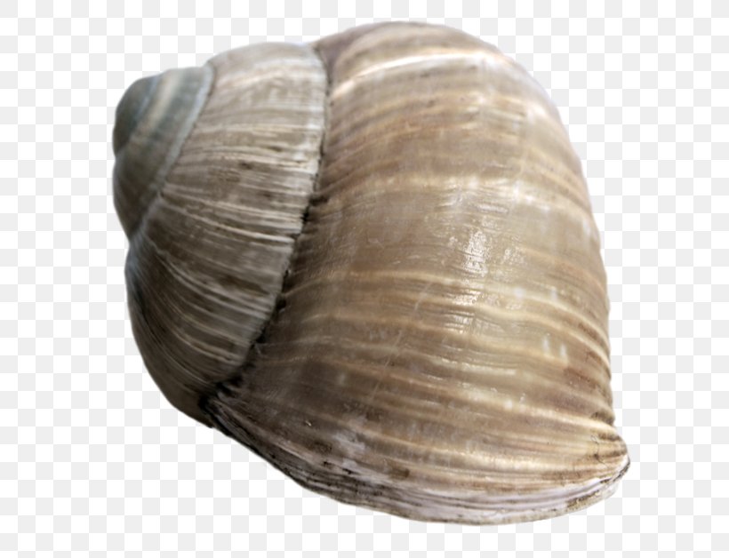 Bivalvia Clam Cockle Seashell Sea Snail, PNG, 628x628px, Bivalvia, Baltic Clam, Clam, Clams Oysters Mussels And Scallops, Cockle Download Free