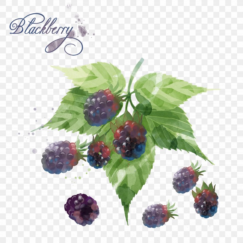 Blackberry Blueberry Watercolor Painting, PNG, 5000x5000px, Blackberry, Auglis, Berry, Bilberry, Blueberry Download Free
