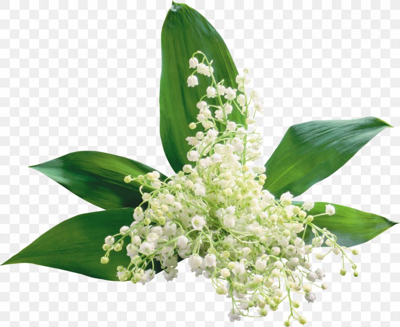 Flower Lily Of The Valley Clip Art, PNG, 1200x984px, Flower, Cut Flowers, Floral Design, Flower Bouquet, Lilium Download Free