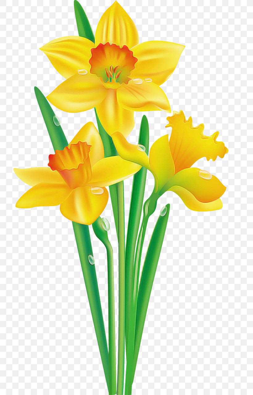 Flower Yellow Cut Flowers Petal Narcissus, PNG, 733x1280px, Flower, Amaryllis Family, Cut Flowers, Narcissus, Petal Download Free