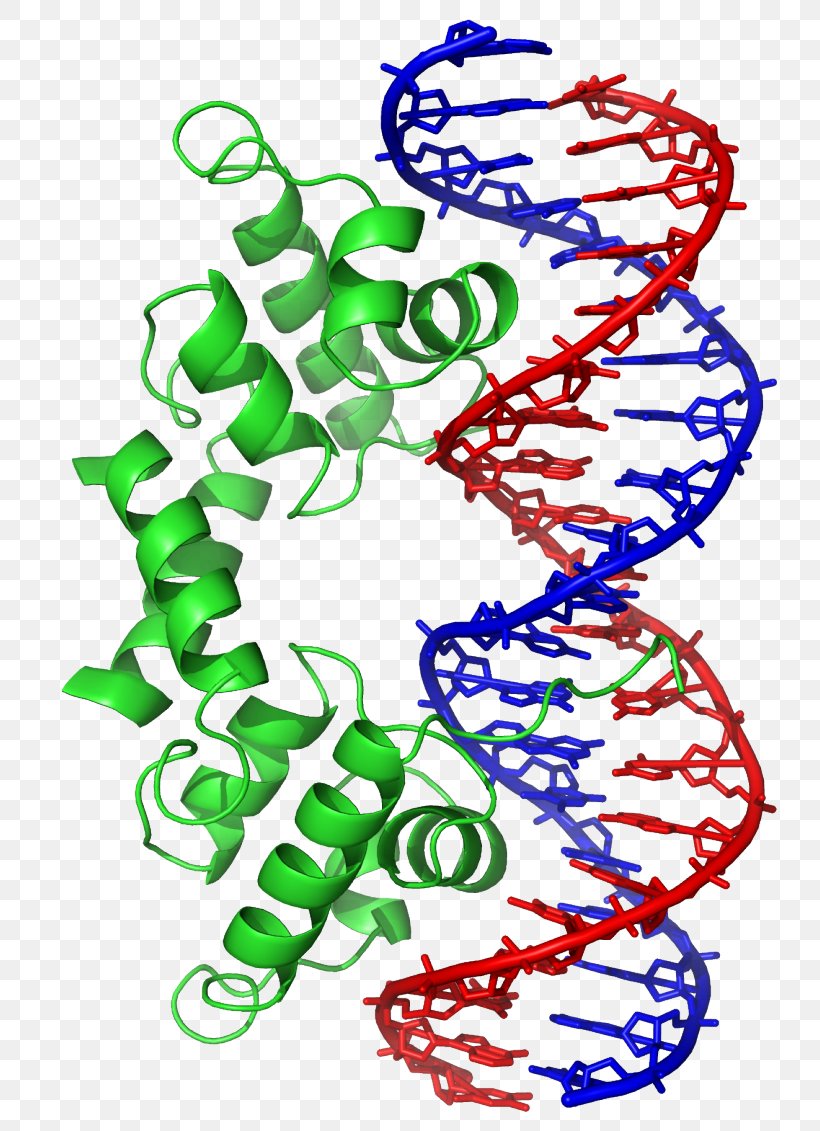 Helix-turn-helix Basic Helix-loop-helix DNA Structural Motif Science, PNG, 770x1131px, Helixturnhelix, Alpha Helix, Area, Basic Helixloophelix, Biology Download Free