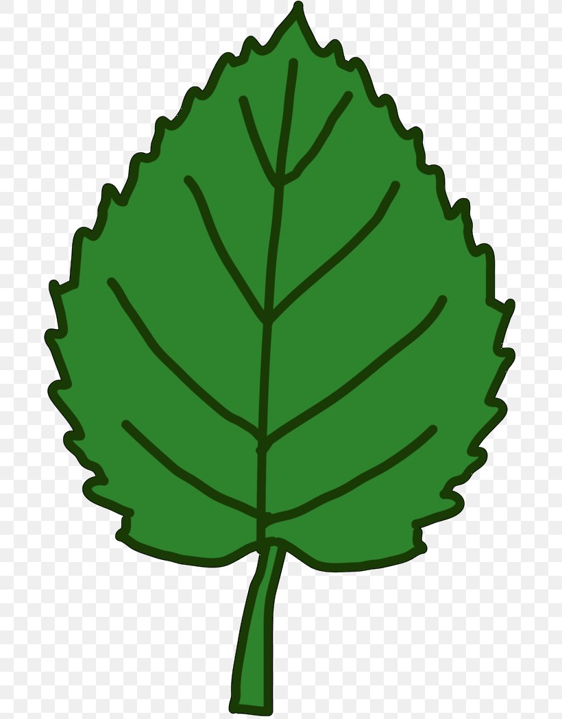 Leaf Plant Stem Tree Plants, PNG, 704x1049px, Leaf, Botany, Green, Plant, Plant Stem Download Free
