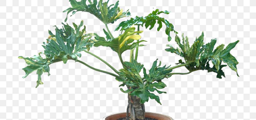 Tree Philodendron Philodendron Xanadu Houseplant Arums Flowerpot, PNG, 732x384px, Tree Philodendron, Arums, Evergreen, Flowerpot, Herb Download Free