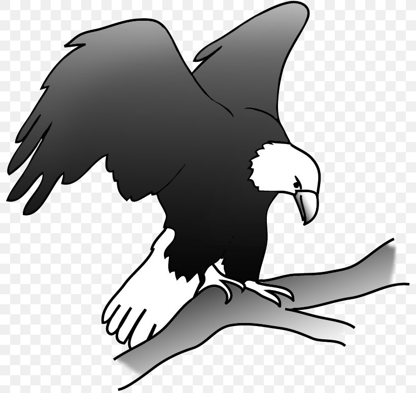 Bald Eagle Bird Clip Art, PNG, 800x775px, Bald Eagle, Beak, Bird, Bird Of Prey, Black And White Download Free